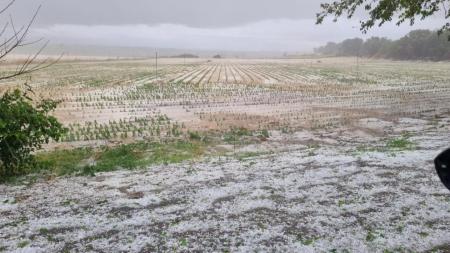 Imagen Agroseguro cifra 3.700 hectáreas afectadas por el granizo este año.