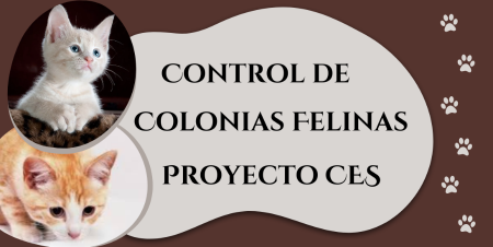 Imagen Anuncio aprobación modelo solicitud adopción gato.