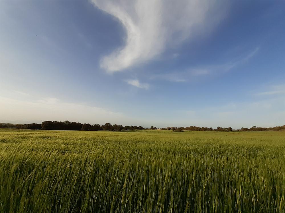 Imagen Bando Municipal de Caminos.