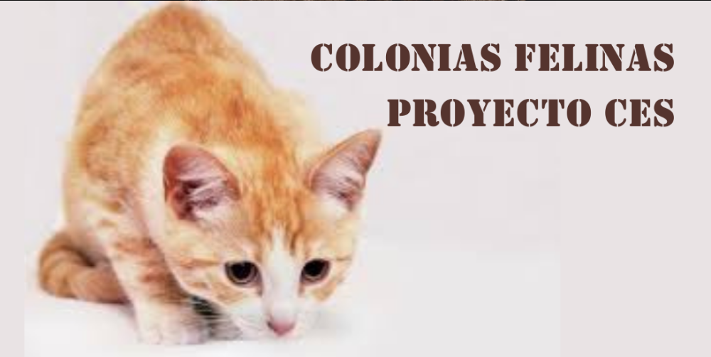 Imagen Proyecto de control de colonias felinas