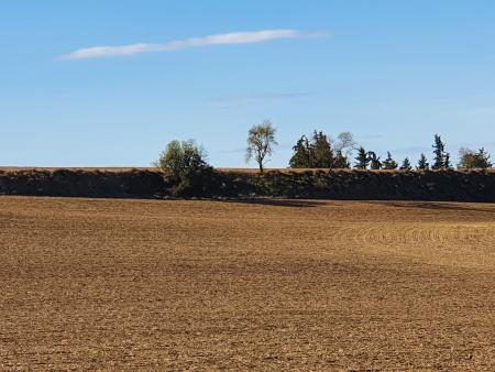Imagen Ayudas a trece pueblos del Somontano para reforestación.